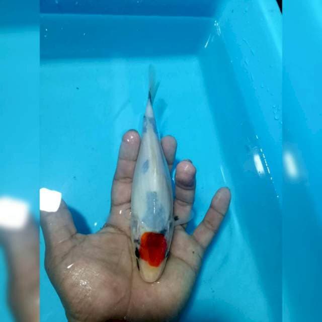 Tancho showa tategoi siip 19cm