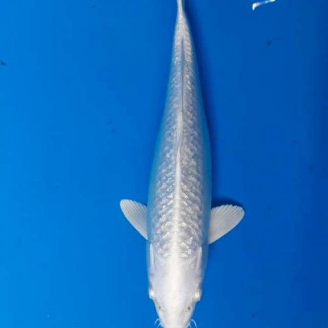 Platinum gonrin betina 34cm