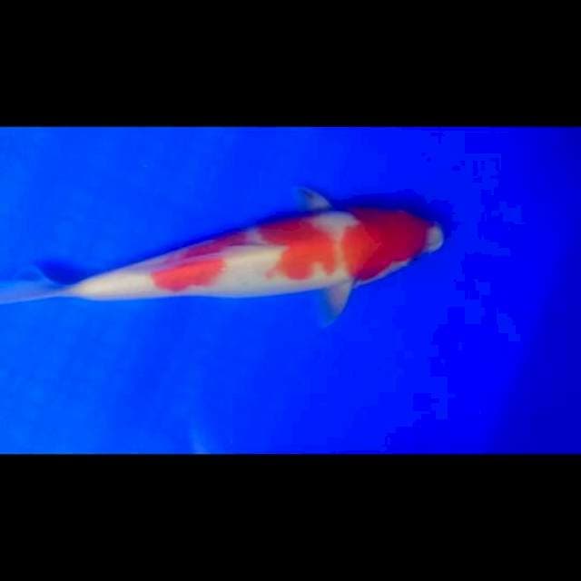 Kohaku merah merona 3 step original, 22 cm BU