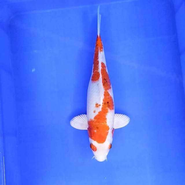 2. Sanke Inazuma Hikari || 33 cm || Female