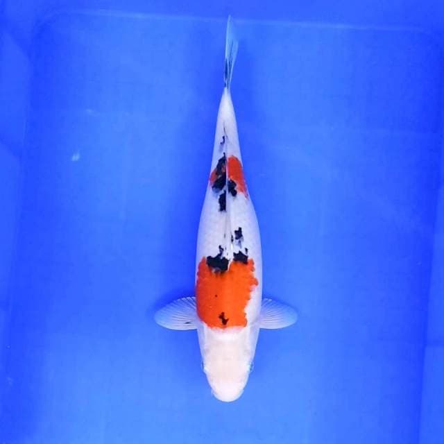 4. Sanke || 34 cm || Female