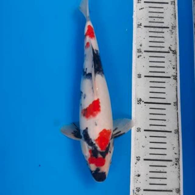 Kindai showa kwalitas 34cm, betina