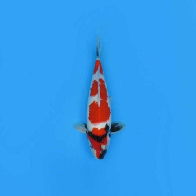 RED SHOWA SANSHOKU PEJANTAN TANGGUH
