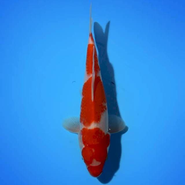 ND 3 SLIRANE 24CM