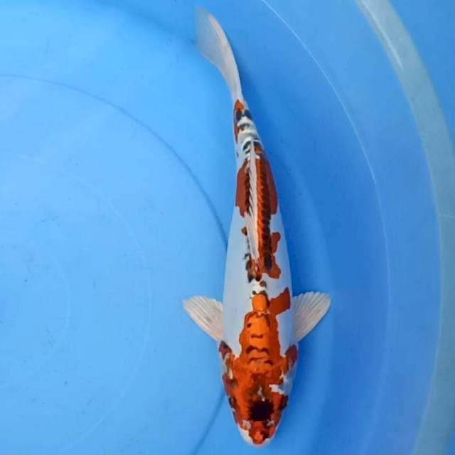 Red kujaku doitsu 30cm
