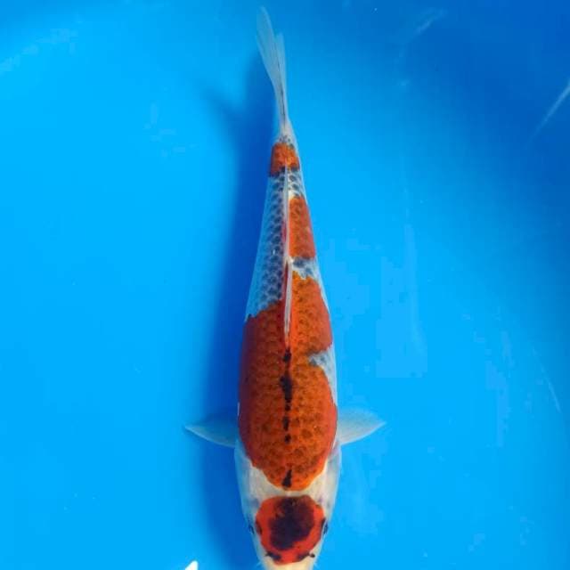 Maruten goshiki