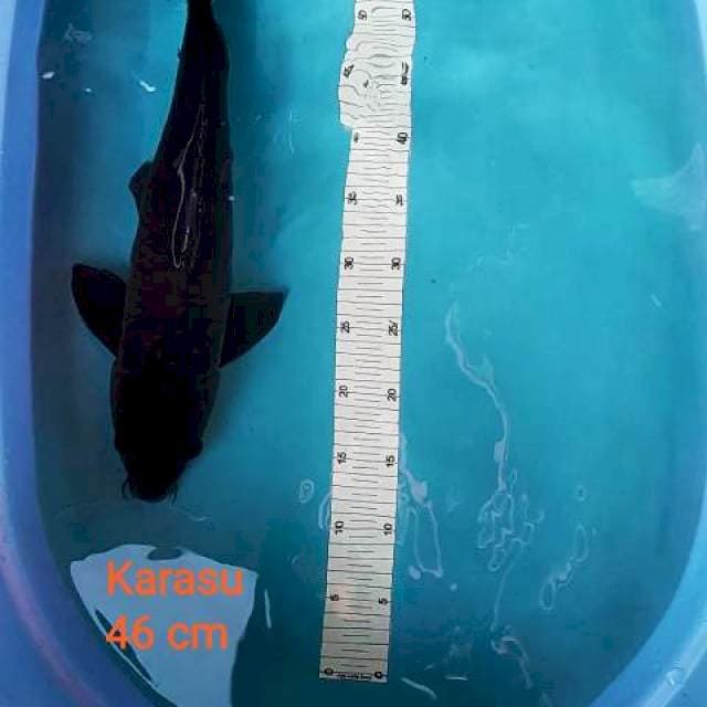 Karasugoi 46cm