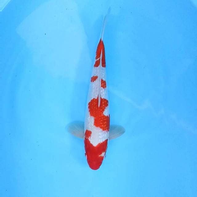 Kohaku Ginrin # 36cm