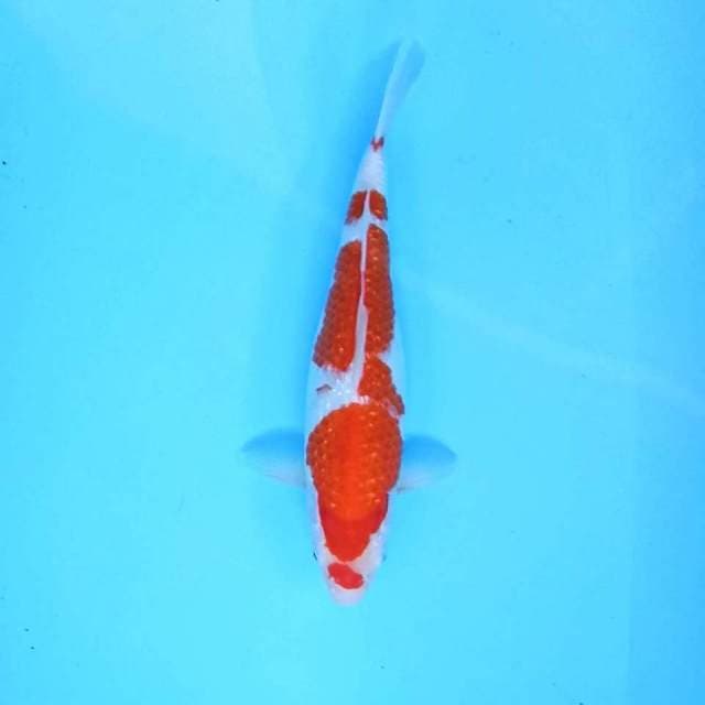 Kohaku Ginrin # 33cm
