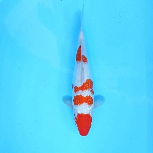 Kohaku Ginrin # 36cm