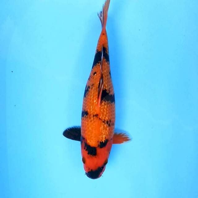 Utsuri Ginrin # 37cm