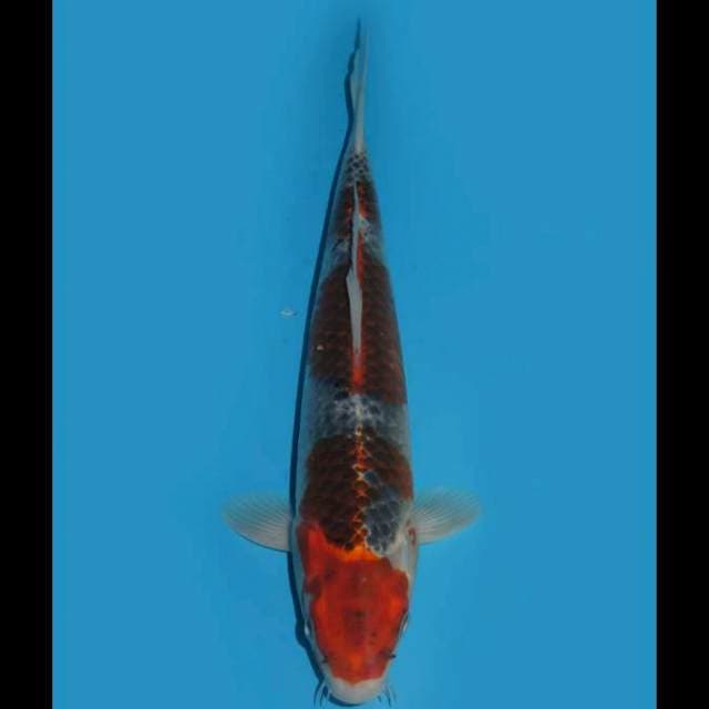 Goshiki - 28cm Male
