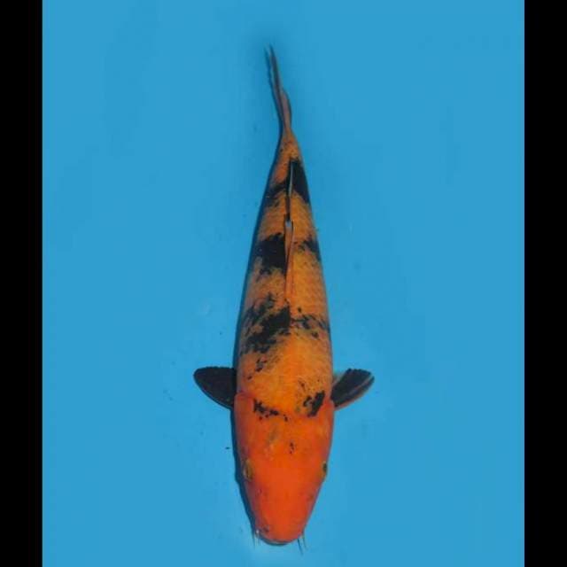 F1 Utsuri - 34cm Female