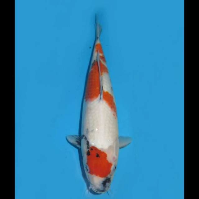 F1 Kindai Showa Tategoi - 34cm Female