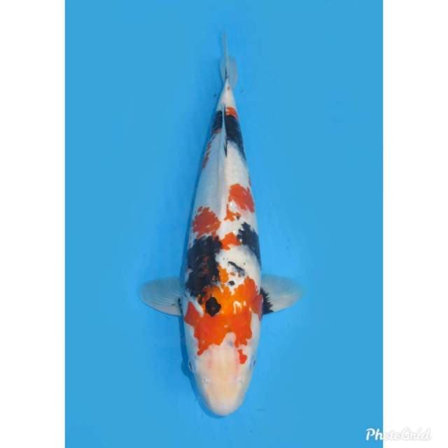 F1 Kindai Showa - 45cm Male