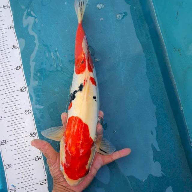 Super Red Sanke Doit 41cm