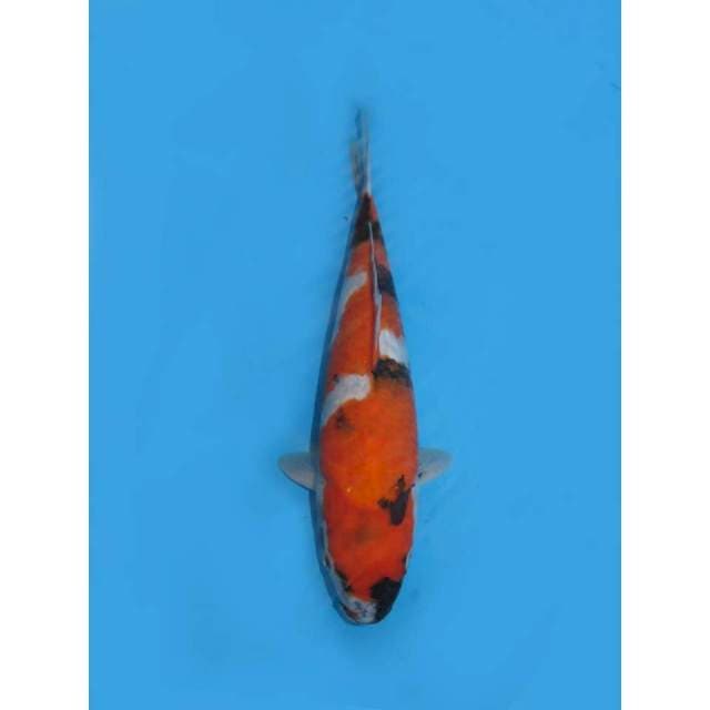 Showa tategoi - 29cm Male