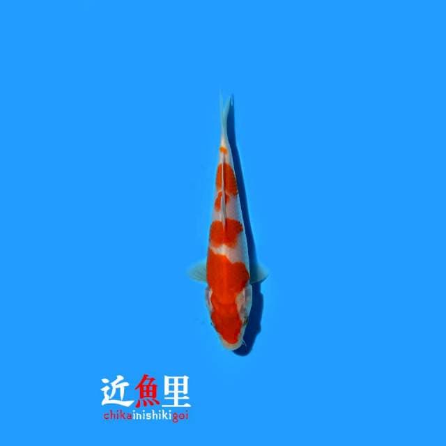 Kohaku 17 cm