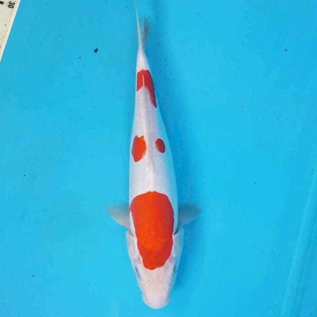 KOHAKU DOITSU 33CM