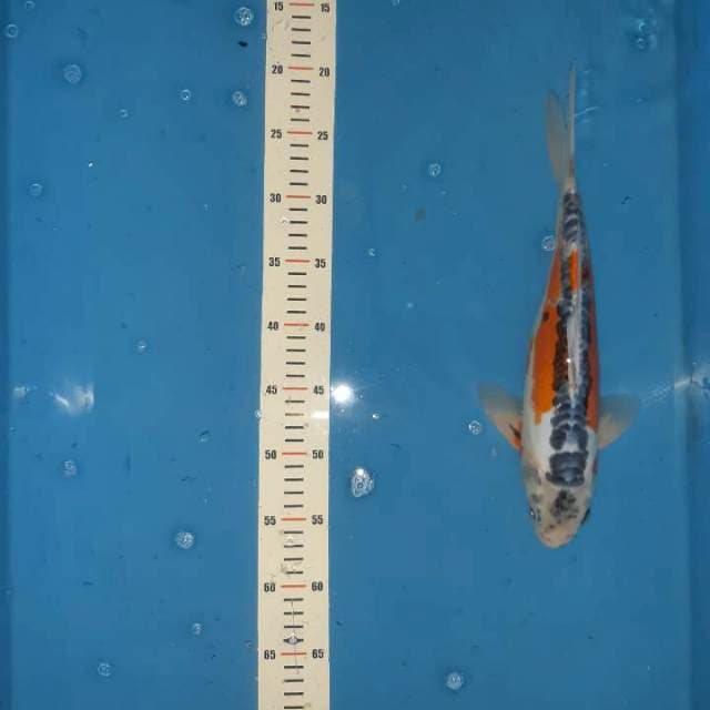 Sushui ... jantan 41cm