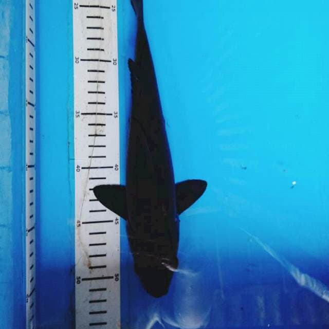 BLACK SWEET 30 cm