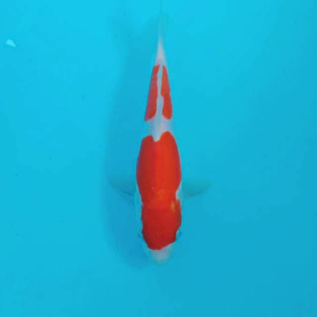 Kohaku Doitsu, 23 cm