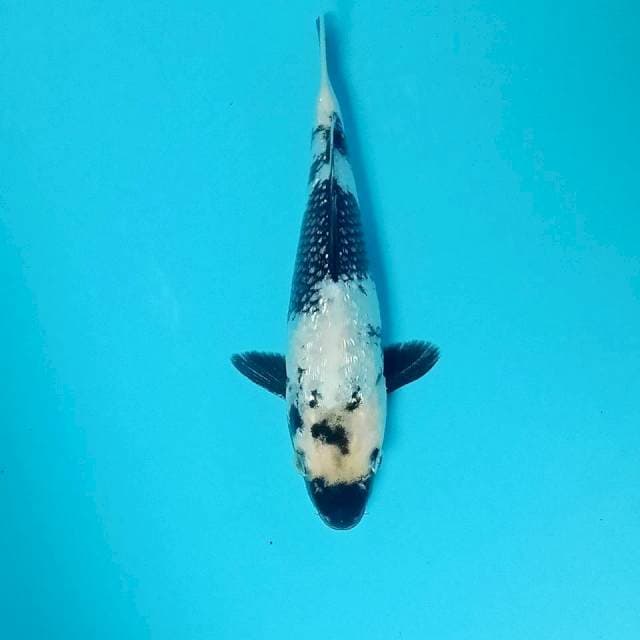 Shiro Ginrin, 25 cm