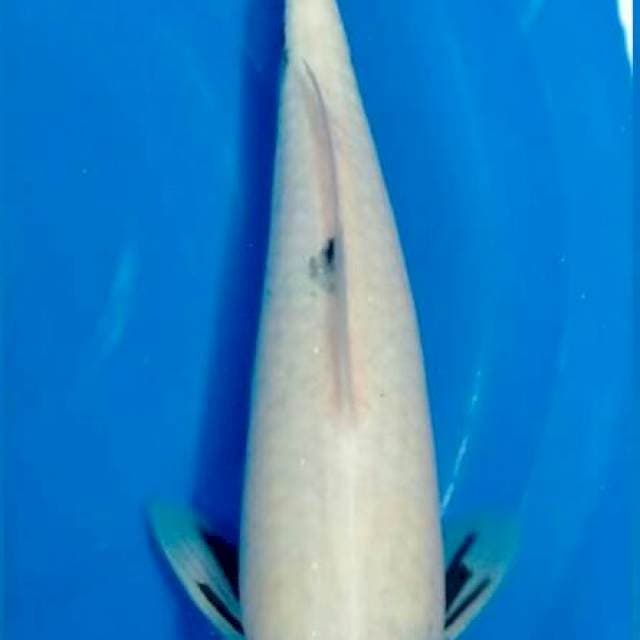 Tancho showa 35 cm