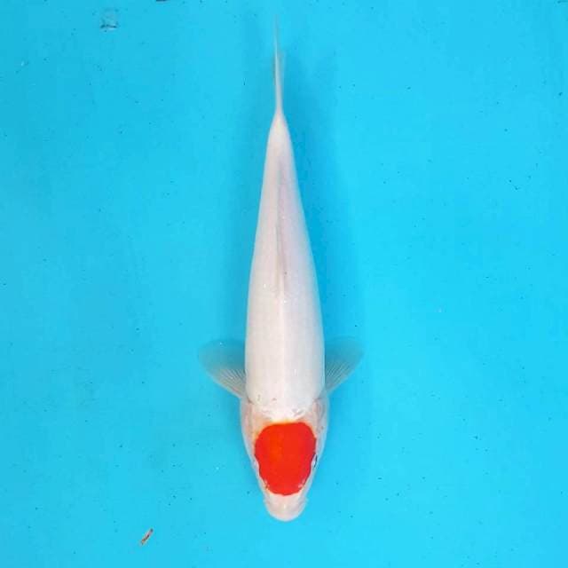 TANCHO 29CM