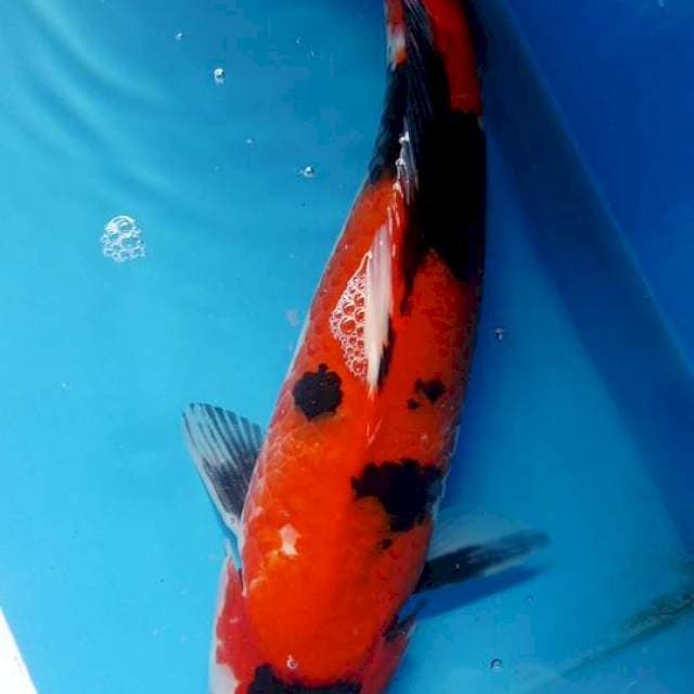Showa