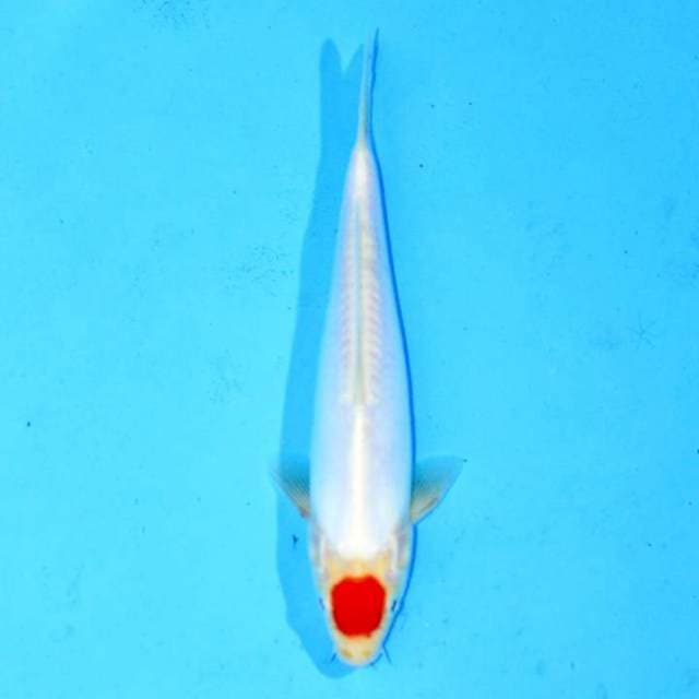 Tancho Kohaku Doit 25bu