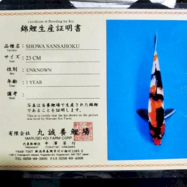 Showa marusei