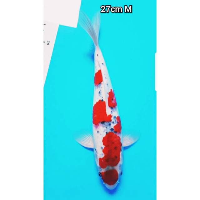 MARUTEN GOSHIKI 27cm JANTAN