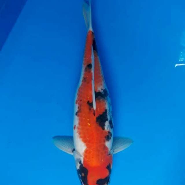 Showa betina 32xm