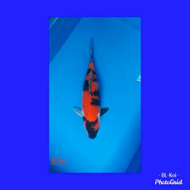 Showa betina 30cm