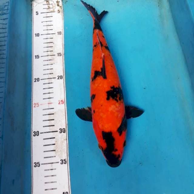 Utsuri 32cm