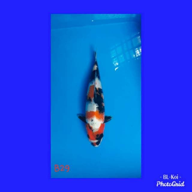 Showa betina 29cm