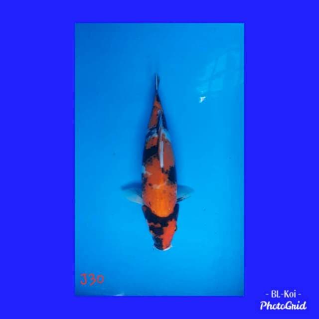 Showa jantan 30cm