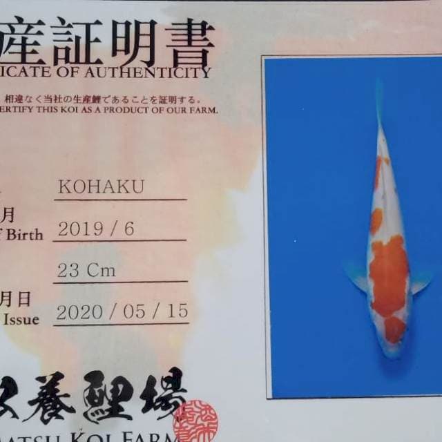 Kohaku import yamamatsu farm