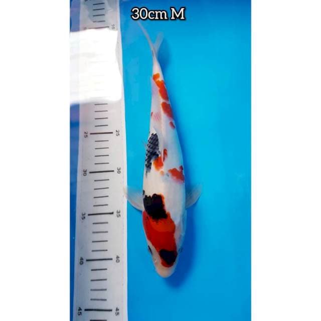 SHOWA 30 MALE