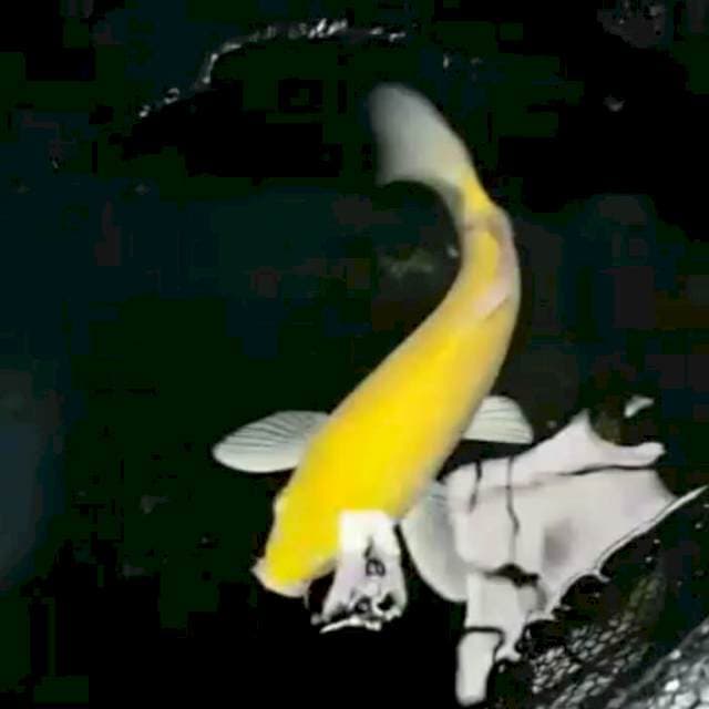 KARASHI LEMON MATA MERAH (kurleb 30cm)