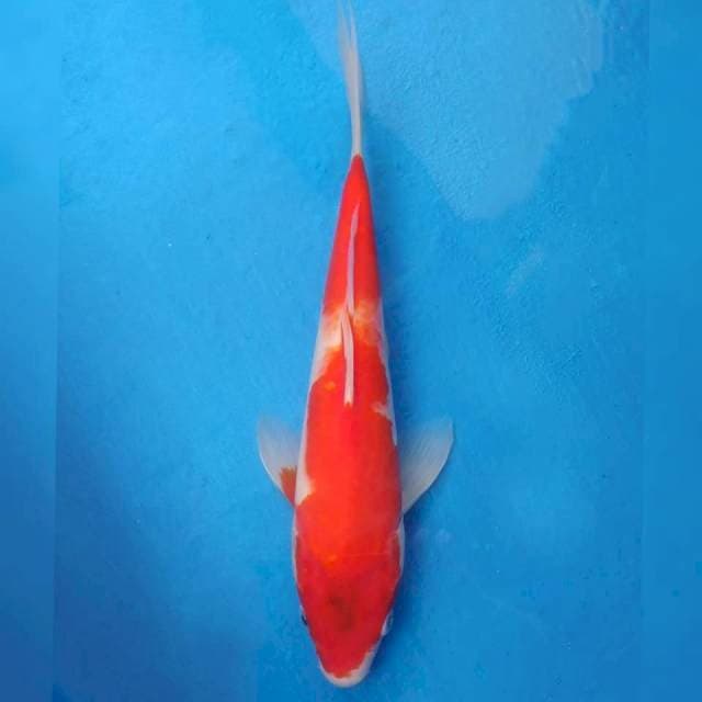 Kohaku Import non serti