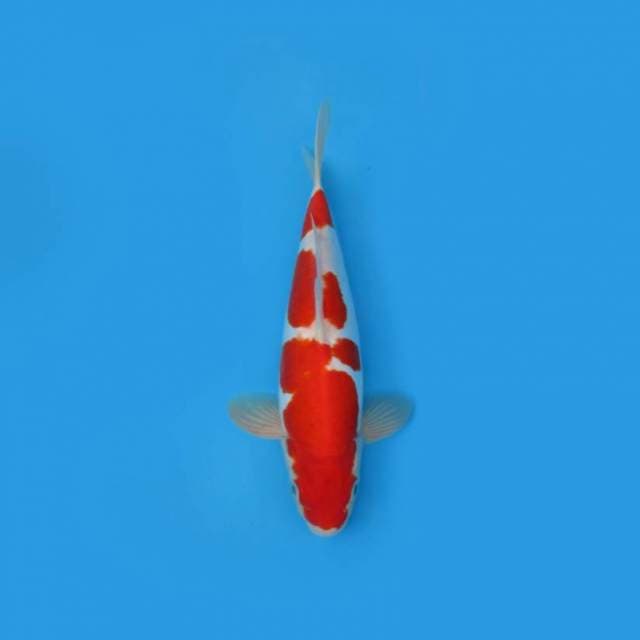 DOITSU KOHAKU SQ - MALE STRONG