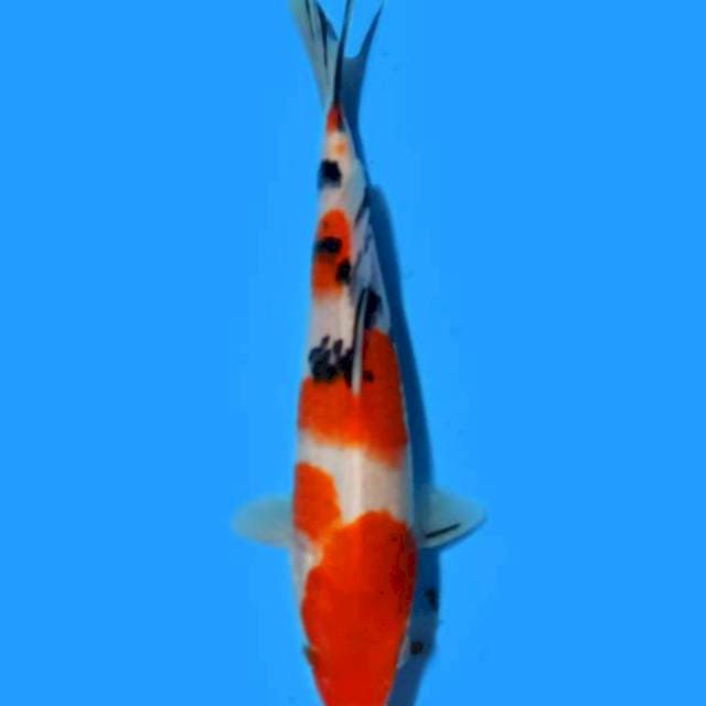 Showa 20cm