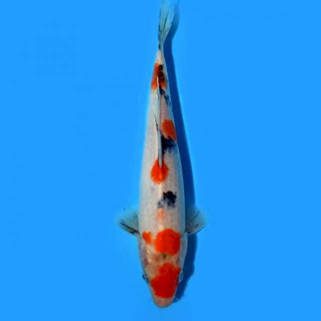 Sanke 20cm