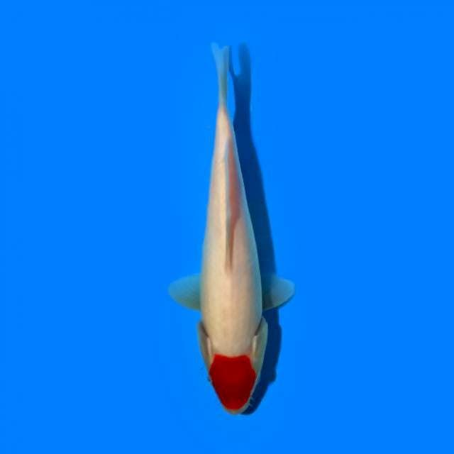 Tancho 23cm