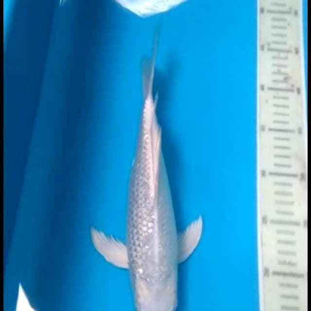 Platinum kumpay ginrin 31cm