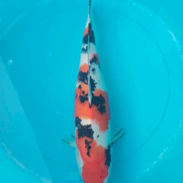 sanke 38cm