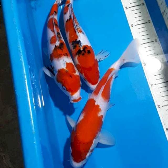 KOHAKU SANKE 30-31 CM