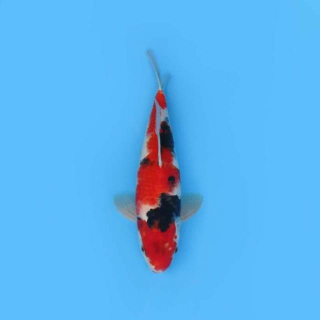 RED SHOWA MALE TATEGOI